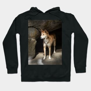 Dingo: Australian Native Dog Hoodie